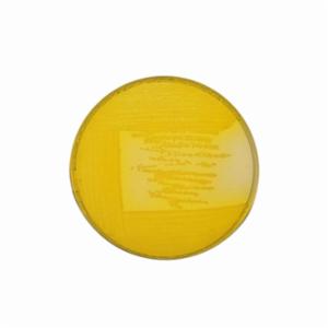 Biokar CFC Agar - Dehydrated base medium 500 grams BK118HA