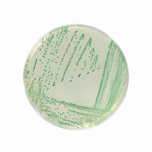 Biokar Chromogenic Cronobacter Isolation Agar  500 grams BK200HA