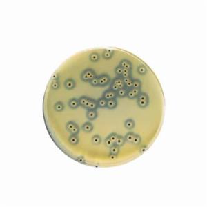Biokar Sterile Egg Yolk Tellurite Enrichment 1 vial 900 mL BS03608