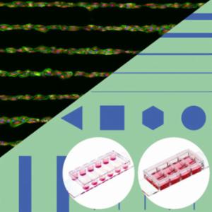 Ibidi , µ-Slide VI 0.4 µ-Pattern RGD Test Patterns 1: #1.5 polymer coverslip, micropatterned surface with RGD motif, 15 patterns, surface passivation with Bioinert, sterilized, individually packed, 83651