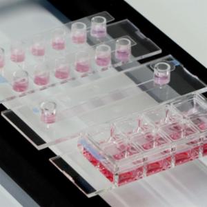 Ibidi , ibiSeal 20x56: 20.2 mm × 55.5 mm, sterilized, 60 per case, 10871 Ibidi , ibiSeal 20x56: 20.2 mm × 55.5 mm, sterilized, 60 per case, 10871