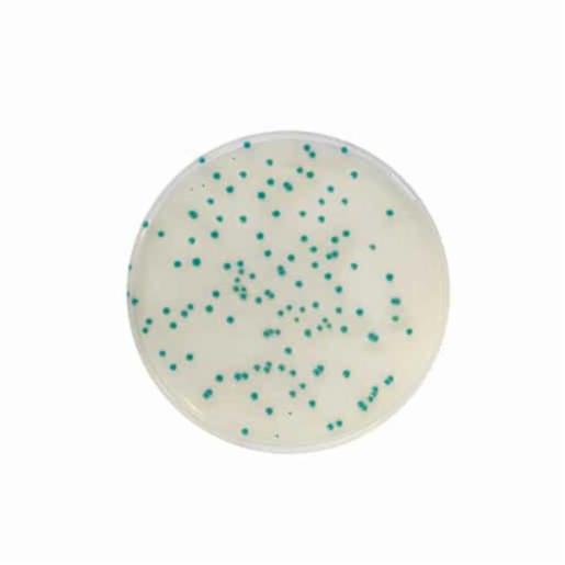 Biokar RHAPSODY Agar® - Pre-poured medium -  20 plates Ø 90 mm BM16708