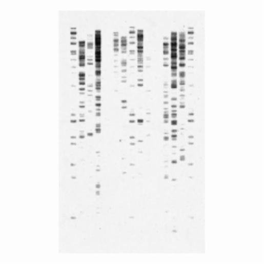 Pall Filtration Alkphos Direct Hybridization Buffer, 1 Item GEHERPN3688