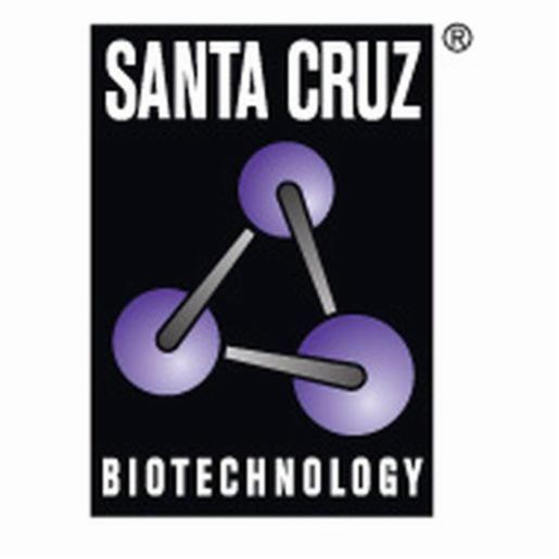 Santa Cruz Shrna Plasmid Tranfection Medium - 20ml, 1 Each SANTSC-108062