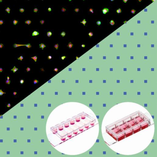 Ibidi , µ-Slide VI 0.4 µ-Pattern RGD, sqr20, pit110, hex Trial Pack: #1.5 polymer coverslip, micropatterned surface with RGD motif, 20 μm squares, 110 μm pitch, hexagonal layout, surface passivation with Bioinert, sterilized, individually packed, 83601-S