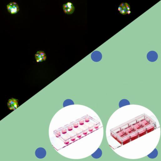 Ibidi µ-Slide VI 0.4 µ-Pattern RGD, cir100, pit500, hex Trial Pack: #1.5 polymer coverslip, micropatterned surface with RGD motif 83602-S